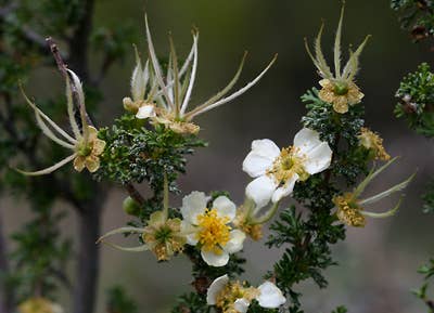 Lunar Logic Wild Apothecary - CLIFF ROSE / Flower Essence for Manifestation